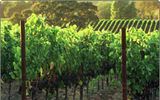 coombsville cabernet vineyards
